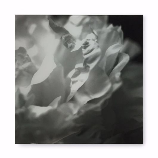 Picture of BLACK & WHITE FLOWER - ACRYLIC DRY MOUNT