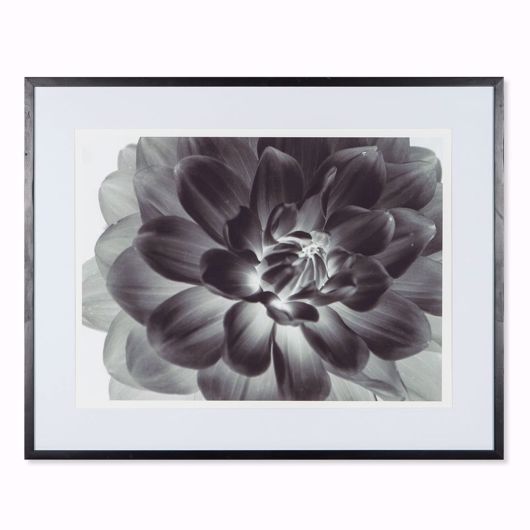 Picture of BLACK FLOWER
