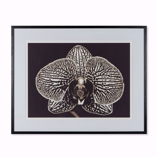 Picture of BLACK ORCHID
