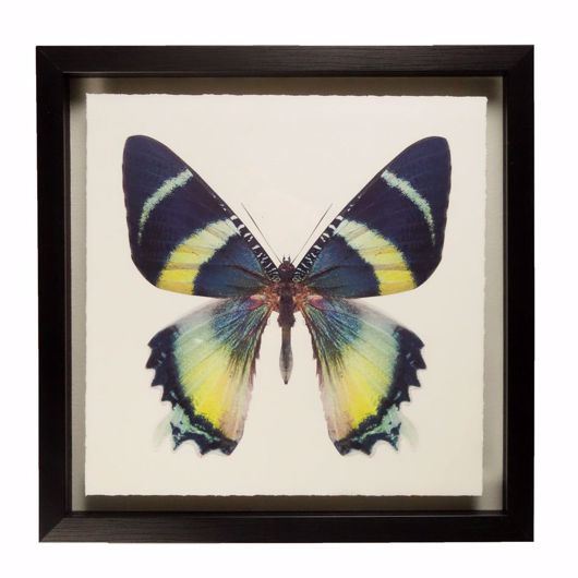 Picture of BUTTERFLY - A