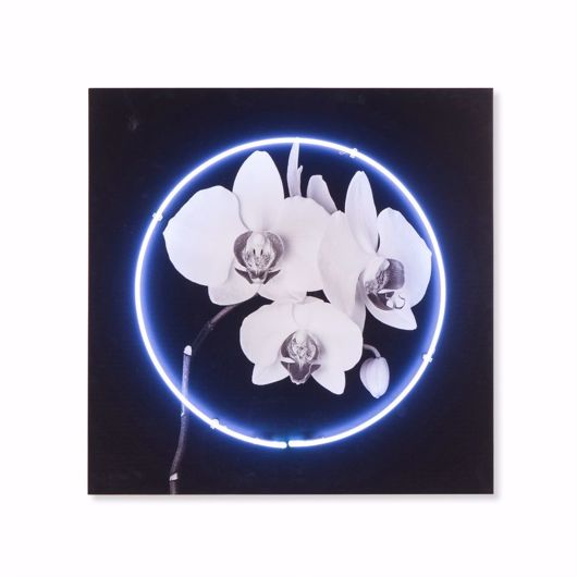 Picture of NEON ORCHID