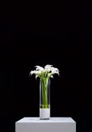 Picture of WHITE CALLA LILIES IN GLASS VASE